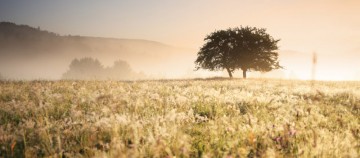 baum-feld-daemmerung